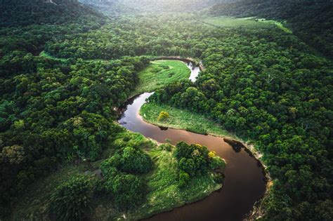 La Forêt Amazonienne Nest Plus Un Puits De Carbone