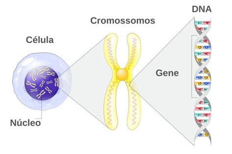 Cromossomos homólogos o que são Biologia Net