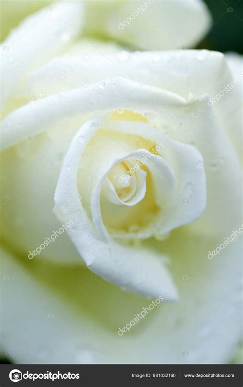 White Rose Garden Stock Photo by ©Paylessimages 681032160