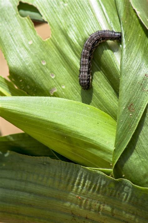 Aprender Acerca Imagen Oruga De Elote Abzlocal Mx