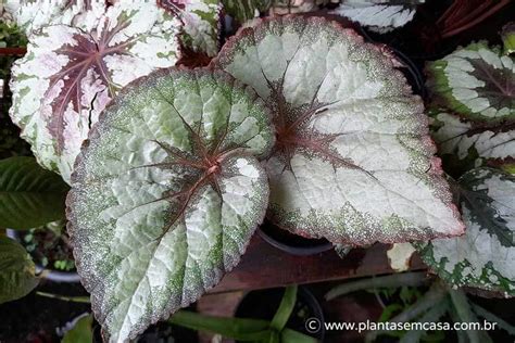 Details 100 Picture Flor De Begonia Rex Abzlocal Mx