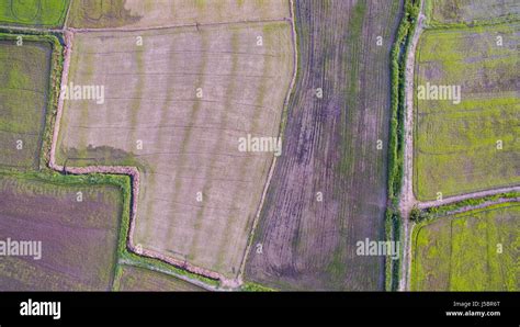 aerial view of rice paddy in agriculture field Stock Photo - Alamy