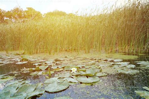 White Lotus Flower With Yellow Pollen On Water Surface Stock