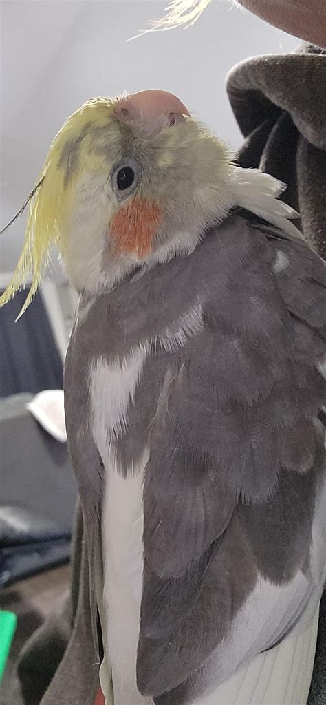 tips for cockatiel dirty easily 3