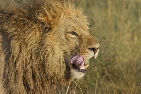 lion predateur big cat photo gratuite sur pixabay