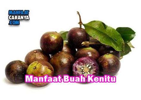 Manfaat Buah Kenitu Untuk Meningkatkan Kekebalan Tubuh