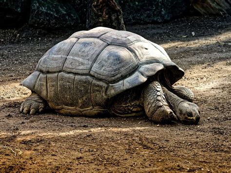 Quels Sont Les Animaux Les Plus Lents Du Monde