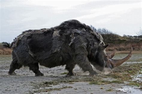 Woolly Rhino | Extinct Animals