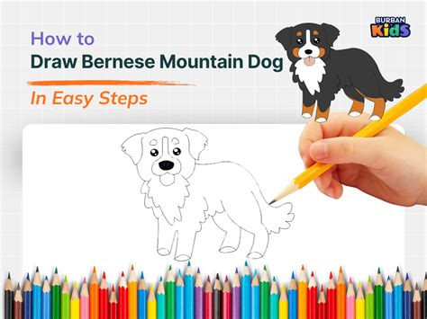 how to draw a bernese mountain dog