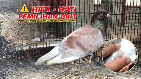 Bahayahati Hati Pemilihan Grit Remisan Asinan Penyakit