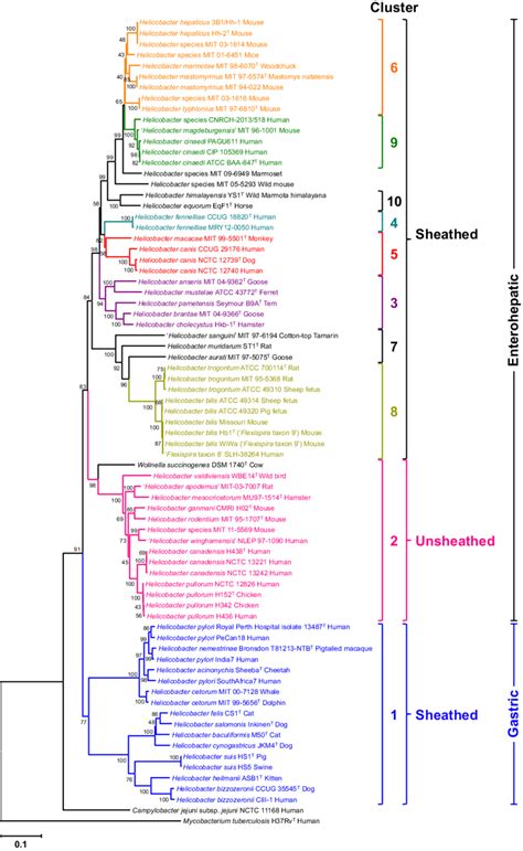 Evolutionary Relationships Of Helicobacter Taxa Based On The Gyra