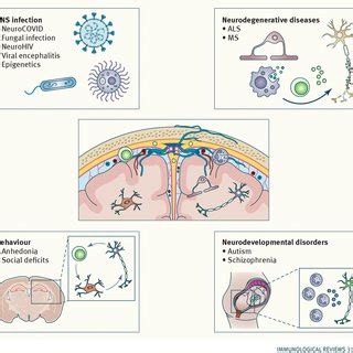 An introduction to neuroimmunology