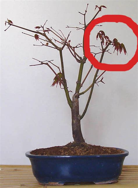 Acer palmatum Les chuhin et autres grands bonsaï ParlonsBonsai