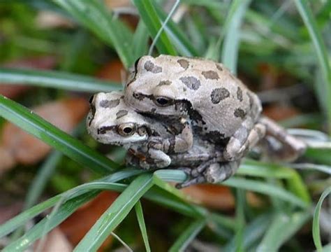 アマガエルの繫殖 2022 （1）親カエル Koba の庭～春夏秋冬