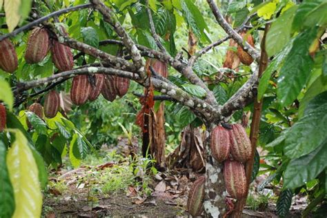 Teknik Meremajakan Kembali Pohon Kakao Yang Sudah Tua Trubus