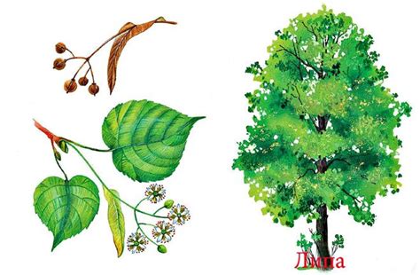 Как нарисовать липу карандашом, красками поэтапно?