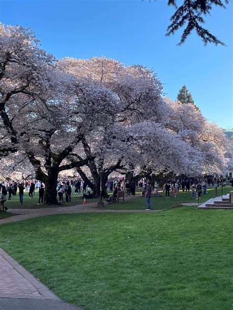 Visitors Guide to Seattle’s Cherry Blossom Festival - Wandering with a