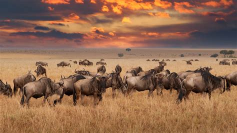 Tanzania Safaris