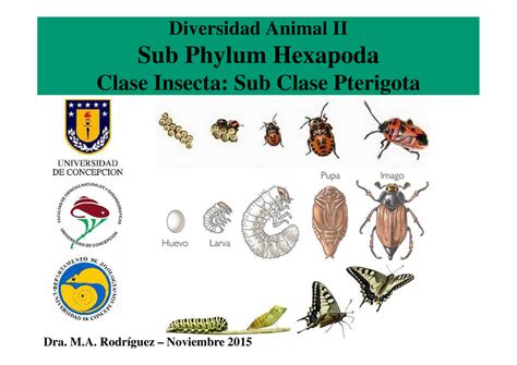 Clase Insecta Subclase Pterigota Neoptera Paleoptera