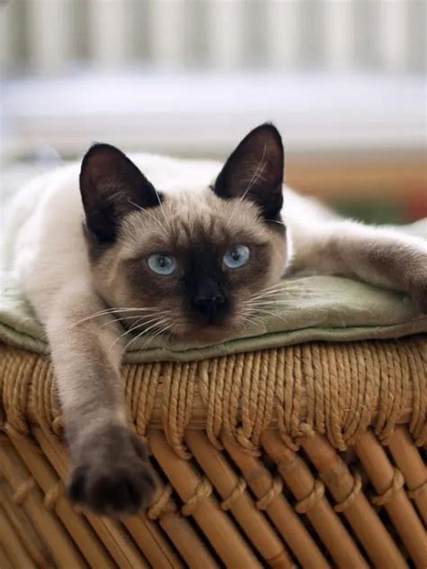 Reasons Why Siamese Cats Meow So Much Story The Discerning Cat