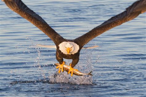 Family dog killed by bald eagle in colorado – Artofit