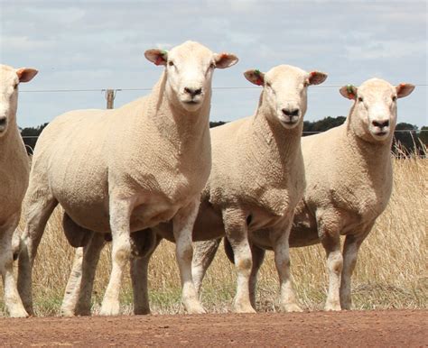 Chrome Sheep Studs Maternal And Terminal Sheep Genetics Victoria