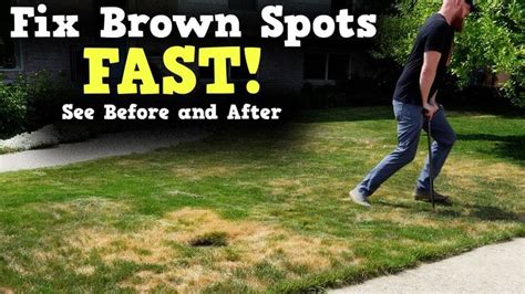 Fix Brown Spots In Grass 2 Easy Steps Brown Grass To Green Grass In 2023 Lawn Care Yard