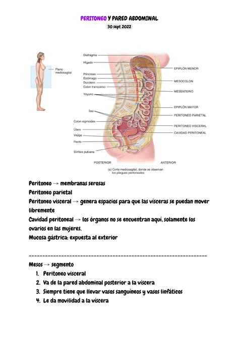 Peritoneo Y Pared Abdominal Sept Peritoneo Membranas