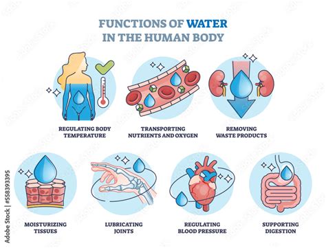 Functions Of Water In Human Body And Drinking Benefits Outline Diagram