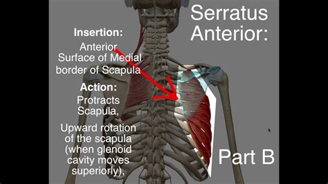 Serratus Anterior Origin And Insertion Youtube