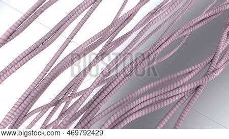 Collagen Fibers 3d Image & Photo (Free Trial) | Bigstock