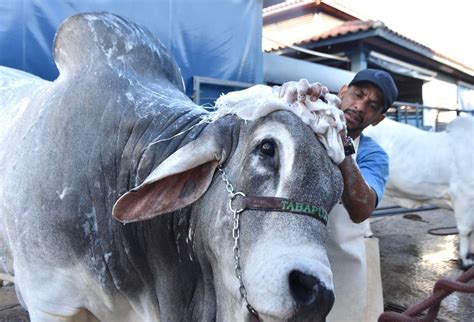 89ª ExpoZebu reunirá criadores do mundo inteiro para discutir o futuro