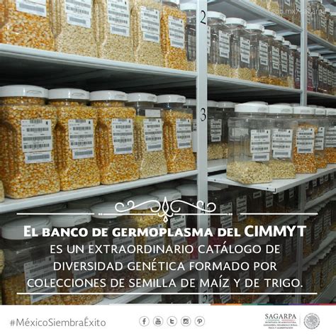 Agricultura On Twitter El Banco De Germoplasma Del Cimmyt