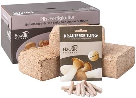 Hawlik Pilzbrut Kr Uterseitling Pilzbeet Set Kinderleicht