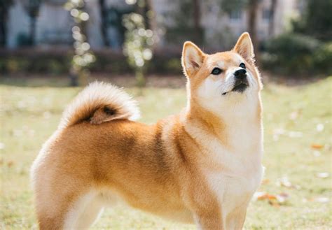 柴犬のしつけは難しい？しつけのコツと注意点を解説【獣医師監修】ワンクォール