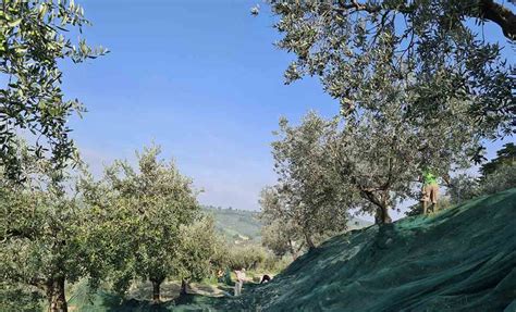 Harvesting Olives – Franciscan Voice