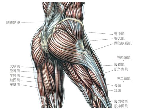 練出緊實翹臀強化平衡感3組在家就能做的臀部肌力訓練50 FiftyPlus 用新的方法 創造自己的理想老後