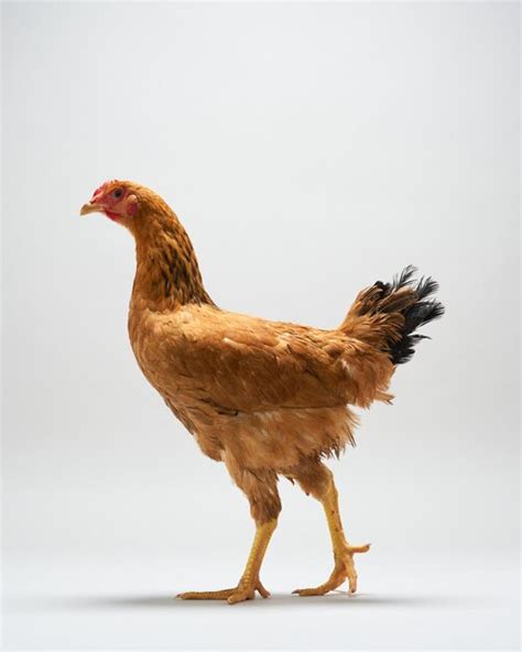 Premium Photo Brown Hen Walking Isolated On White Studio Shot