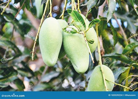 Closeup mango on the tree stock photo. Image of agriculture - 183539224