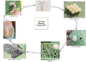 Milkweed Tussock Moth: Identification, Life Cycle, Facts & Pictures