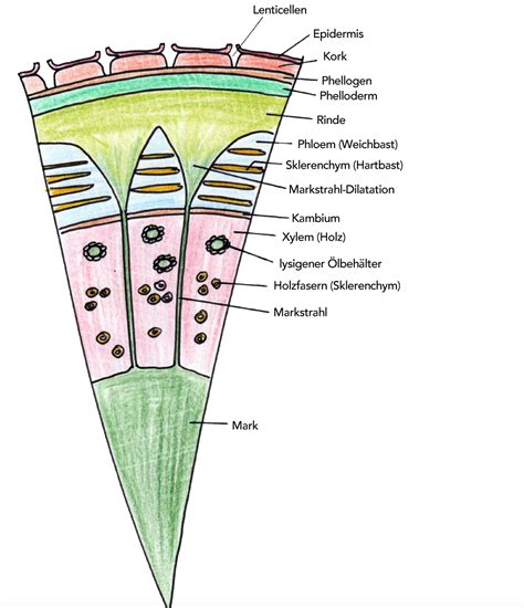 Botanik Helmich Die Sprossachse 1 Histologie