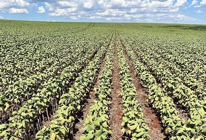 Confira A Agenda Do Agro Na Semana Entre 30 De Janeiro E 2 De Fevereiro