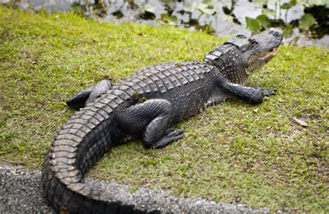 American Alligator in its Natural Habitat