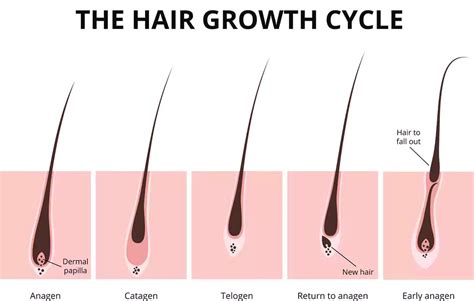 The Hair Growth Cycle explained - Hair Transplant Glasgow - Dr Bonaros