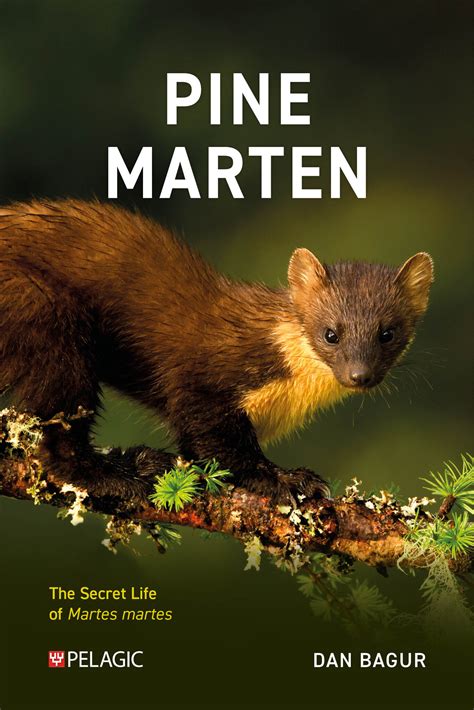 Pine Marten - The Secret Life of Martes martes - Veldshop