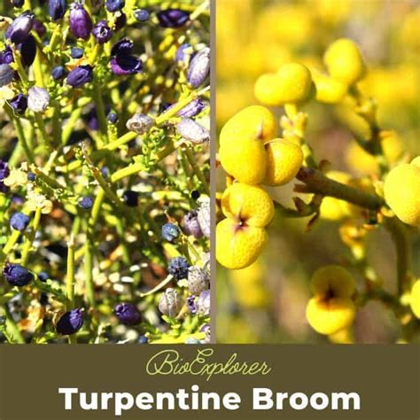 Turpentine Broom Flower | Thamnosma montana | Desert Flower | BioExplorer