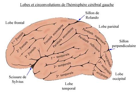 Anatomie Du Cerveau