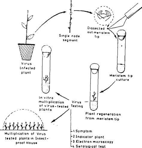 Plant Tissue Culture Diagram