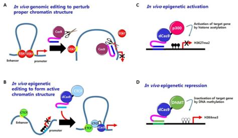 보고서 Crisprcas9 Epigenome Editing Technology 기반의 후성유전학적 상태 변이 조절을 통한