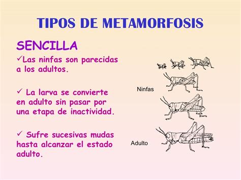 Metamorfosis De Los Insectos